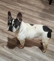 Bella, a female French Bulldog for sale in Georgia, GA – Photo 1 of 3