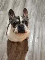 Bella, a female French Bulldog for sale in Georgia, GA – Photo 2 of 3