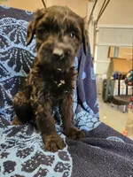 February, a female Giant Schnauzer for sale in Georgia, GA – Photo 4 of 4