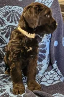 February, a female Giant Schnauzer for sale in Georgia, GA – Photo 3 of 4