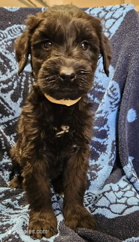 February, a female Giant Schnauzer for sale in Georgia, GA – Photo 1 of 4
