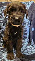 February, a female Giant Schnauzer for sale in Georgia, GA – Photo 1 of 4