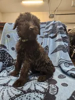 July, a female Giant Schnauzer for sale in Georgia, GA – Photo 5 of 9