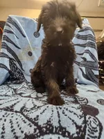 July, a female Giant Schnauzer for sale in Georgia, GA – Photo 9 of 9