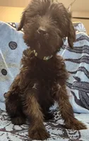 July, a female Giant Schnauzer for sale in Georgia, GA – Photo 7 of 9