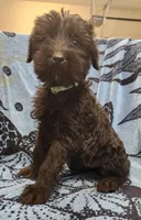 July, a female Giant Schnauzer for sale in Georgia, GA – Photo 2 of 9
