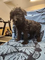July, a female Giant Schnauzer for sale in Georgia, GA – Photo 4 of 9