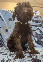 July, a female Giant Schnauzer for sale in Georgia, GA – Photo 8 of 9