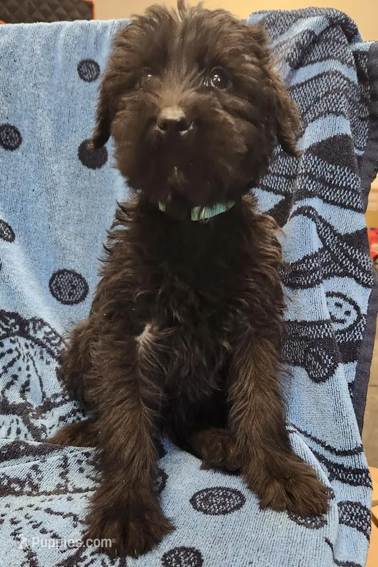 July – Giant Schnauzer puppy for sale in Georgia, GA