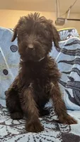 July, a female Giant Schnauzer for sale in Georgia, GA – Photo 6 of 9