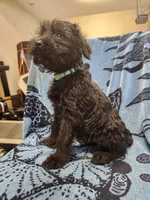 July, a female Giant Schnauzer for sale in Georgia, GA – Photo 3 of 9