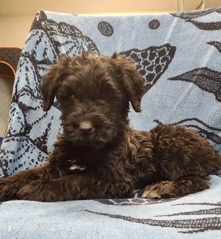August – Giant Schnauzer puppy for sale in Georgia, GA