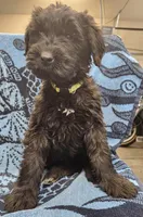 August, a female Giant Schnauzer for sale in Georgia, GA – Photo 7 of 7