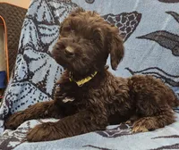August, a female Giant Schnauzer for sale in Georgia, GA – Photo 2 of 7
