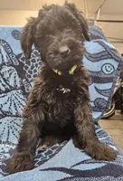 August, a female Giant Schnauzer for sale in Georgia, GA – Photo 6 of 7