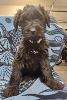 August, a female Giant Schnauzer for sale in Georgia, GA – Photo 5 of 7