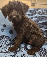 May, a male Giant Schnauzer for sale in Georgia, GA – Photo 1 of 8