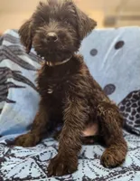 May, a male Giant Schnauzer for sale in Georgia, GA – Photo 6 of 8