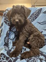 May, a male Giant Schnauzer for sale in Georgia, GA – Photo 3 of 8