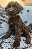 May, a male Giant Schnauzer for sale in Georgia, GA – Photo 8 of 8