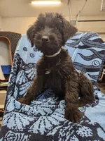 May, a male Giant Schnauzer for sale in Georgia, GA – Photo 4 of 8