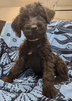 May, a male Giant Schnauzer for sale in Georgia, GA – Photo 2 of 8