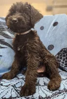 May, a male Giant Schnauzer for sale in Georgia, GA – Photo 5 of 8