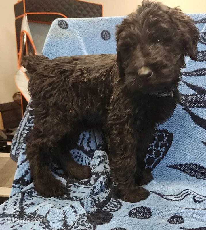 March – Giant Schnauzer puppy for sale in Georgia, GA