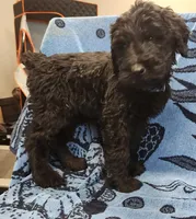 March, a male Giant Schnauzer for sale in Georgia, GA – Photo 1 of 8