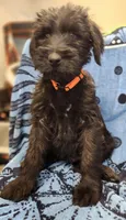 October , a male Giant Schnauzer for sale in Georgia, GA – Photo 7 of 8