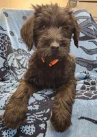 October , a male Giant Schnauzer for sale in Georgia, GA – Photo 3 of 8