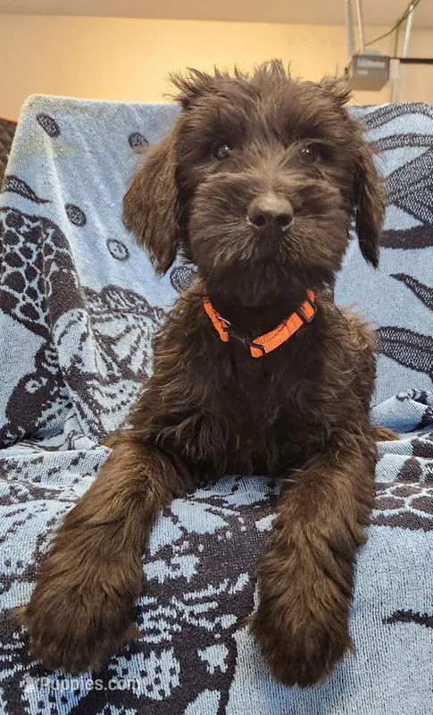 October  – Giant Schnauzer puppy for sale in Georgia, GA