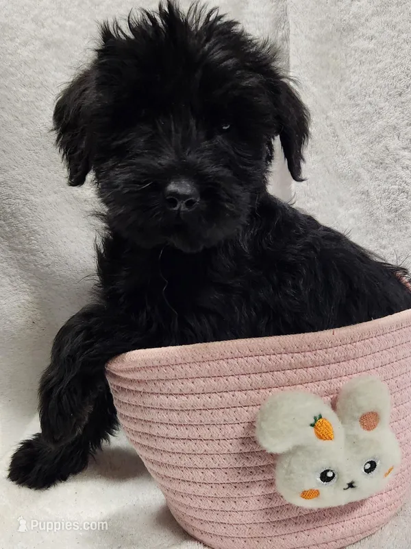 January – Giant Schnauzer puppy for sale in Georgia, GA