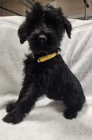 January, a female Giant Schnauzer for sale in Georgia, GA – Photo 4 of 4