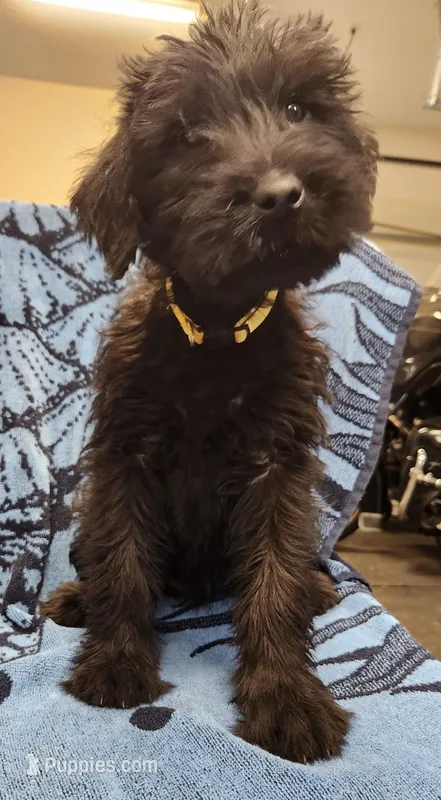 January – Giant Schnauzer puppy for sale in Georgia, GA