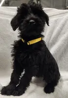 January, a female Giant Schnauzer for sale in Georgia, GA – Photo 3 of 4