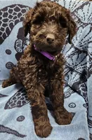 June, a male Giant Schnauzer for sale in Georgia, GA – Photo 5 of 5