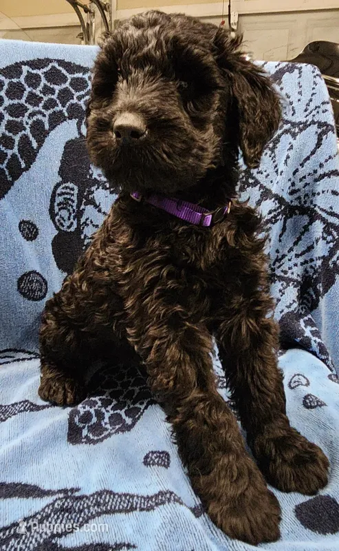 June – Giant Schnauzer puppy for sale in Georgia, GA