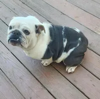 Daisy , a female English Bulldog for sale in Georgia, GA – Photo 2 of 4