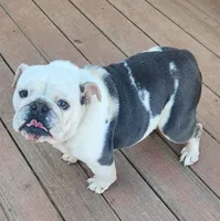 Daisy , a female English Bulldog for sale in Georgia, GA – Photo 3 of 4