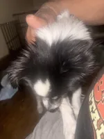 Vicky, a female Shih Tzu for sale in Pitcairn, PA – Photo 5 of 6