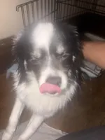 Vicky, a female Shih Tzu for sale in Pitcairn, PA – Photo 4 of 6