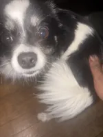 Vicky, a female Shih Tzu for sale in Pitcairn, PA – Photo 6 of 6