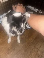 Vicky, a female Shih Tzu for sale in Pitcairn, PA – Photo 2 of 6