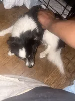 Vicky, a female Shih Tzu for sale in Pitcairn, PA – Photo 1 of 6