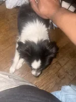 Vicky, a female Shih Tzu for sale in Pitcairn, PA – Photo 3 of 6