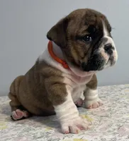 Birdie, a female English Bulldog for sale in Davison, MI – 6 of 6