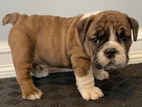 Bella. (Available Now), a female English Bulldog for sale in Davison, MI – 4 of 6