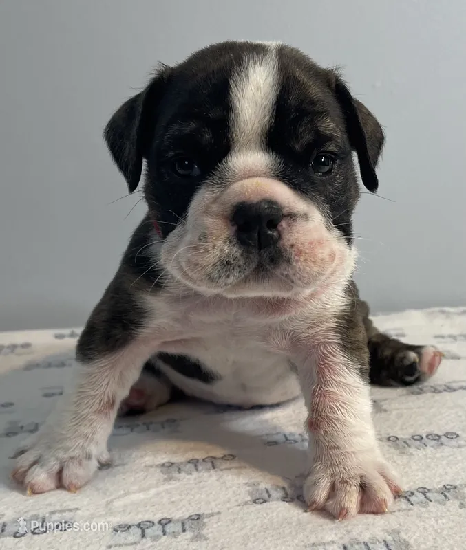 Mayhem – English Bulldog puppy for sale in Davison, MI