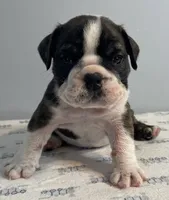 Mayhem, a male English Bulldog for sale in Davison, MI – 1 of 6